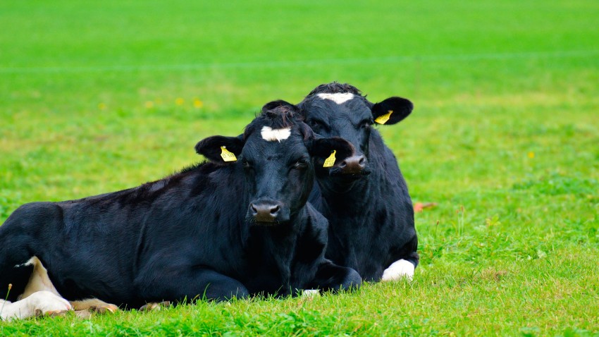 Ayudas para la contratación de seguros agrarios