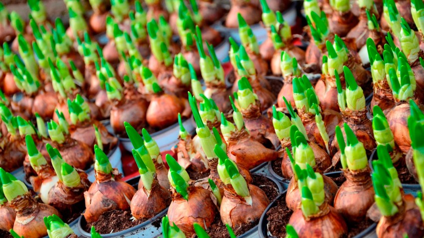 Los bulbos en el otoño