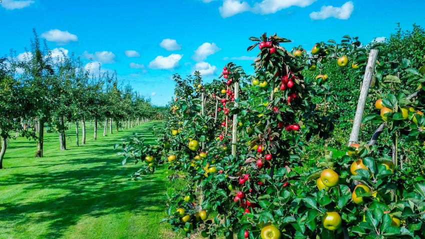 Ayudas para la contratación de seguros agrarios
