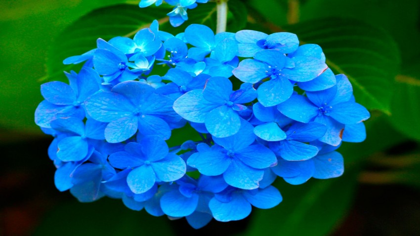 Que plantar en mi jardín según el clima (La luz)