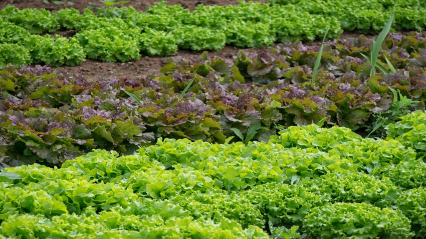 La importancia de Enero para el huerto