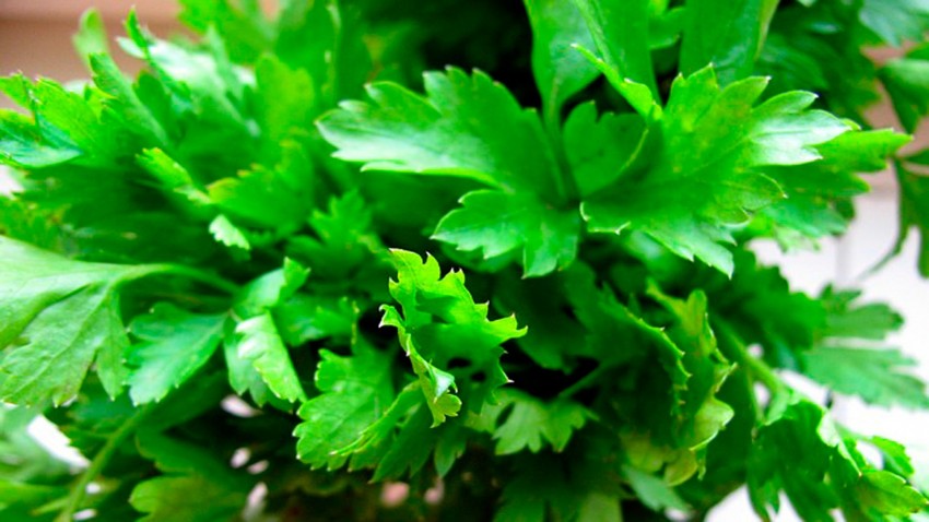 Quieres cultivar perejil en casa?