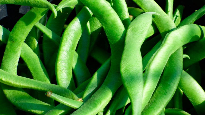 Como cultivar judías