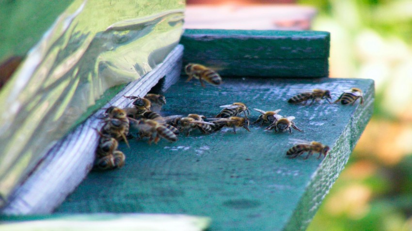 Cómo proteger las colmenas de la Vespa Velutina