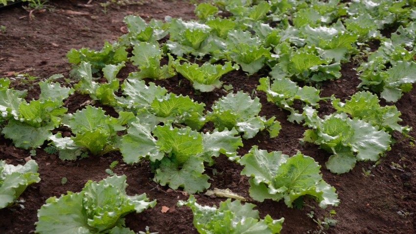 Lechuga cultivo para novatos