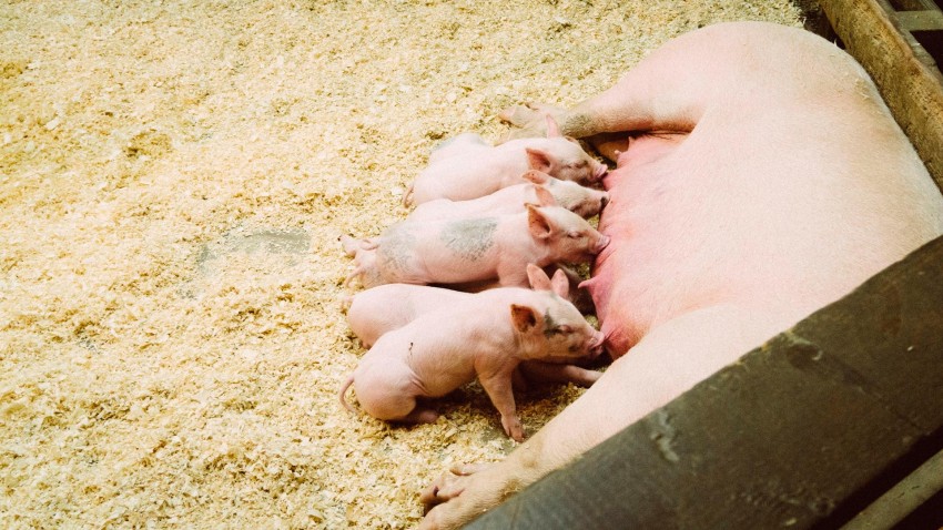 El uso de antibióticos PROHÍBIDOS en os animales de granja