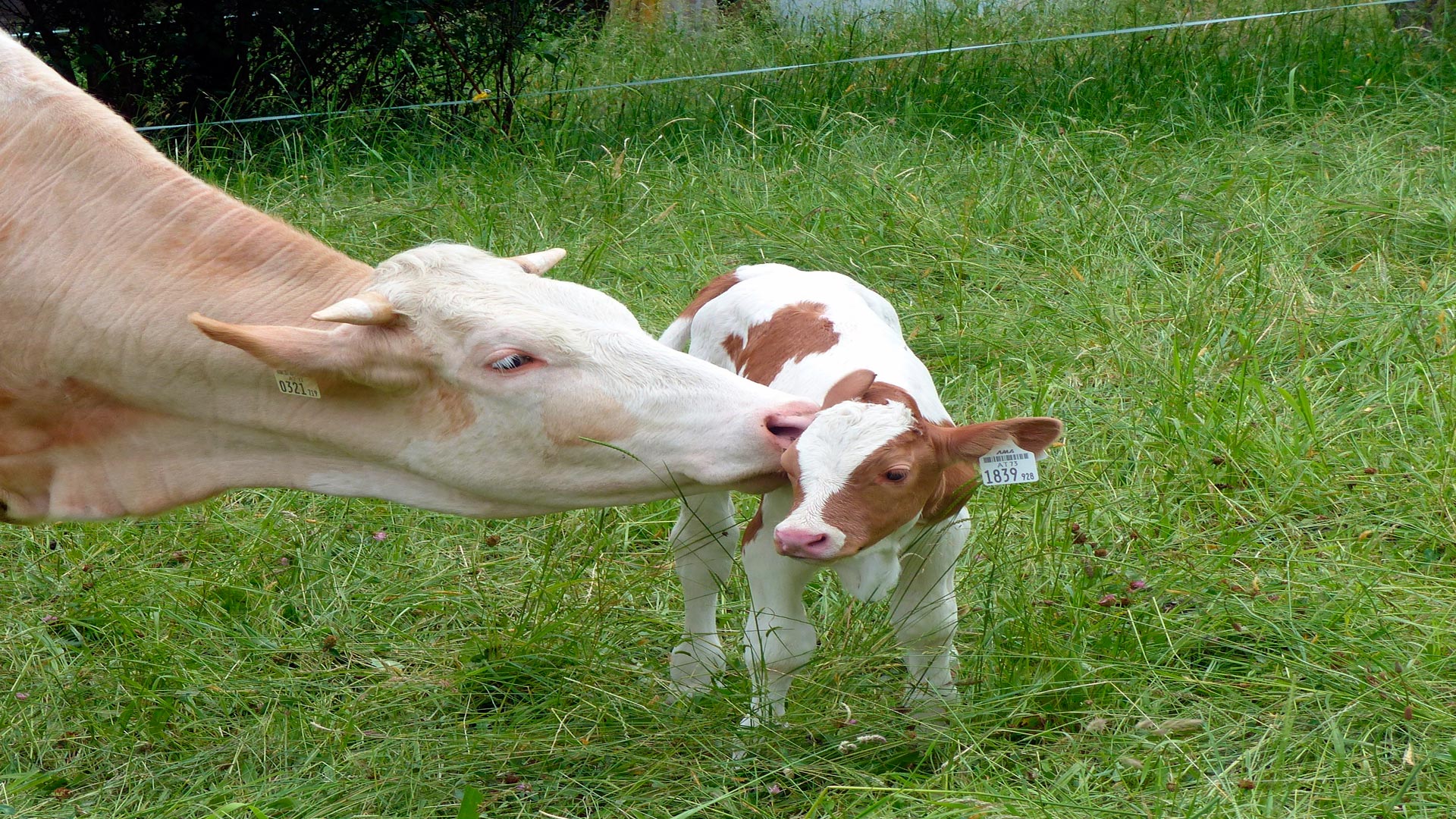 Gracias a los móviles las vacas pueden avisar al ganadero de que van a parir en una hora