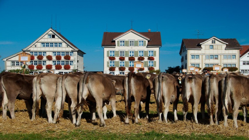 Las ventosidades de 90 vacas hacen explotar el establo