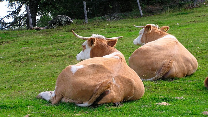 cómodas camitas para nuestras vacas