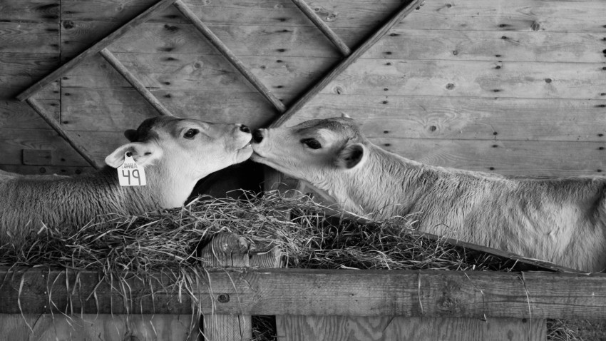 Ten esto en cuenta si vas a construir un establo