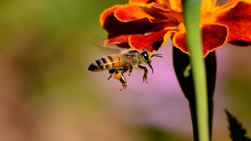 30 pesticidas diferentes en el polen de las abejas