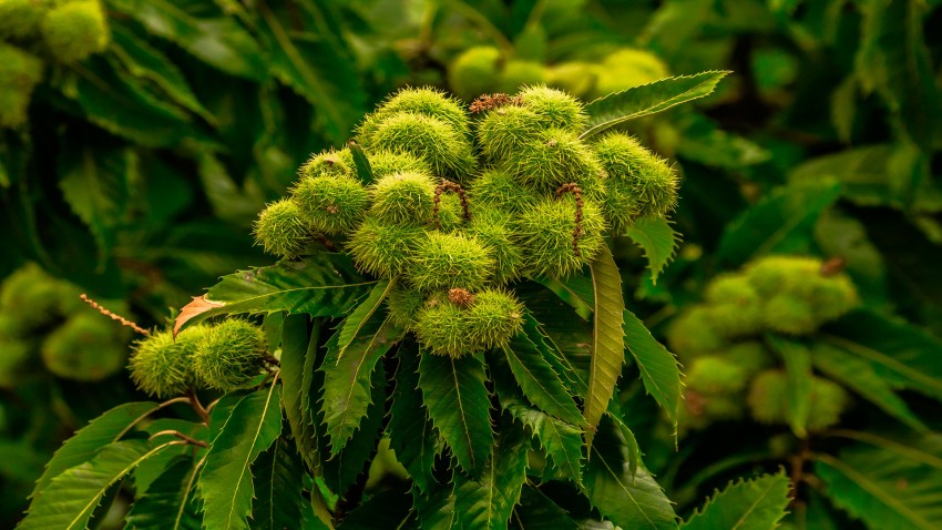 Abierta la convocatoria de ayudas para plantaciones de castaños de fruto