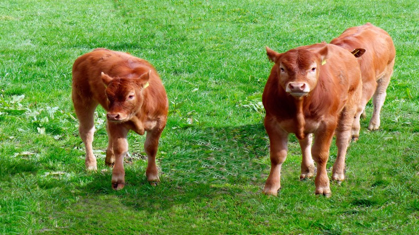 La cría de terneras y sus puntos críticos