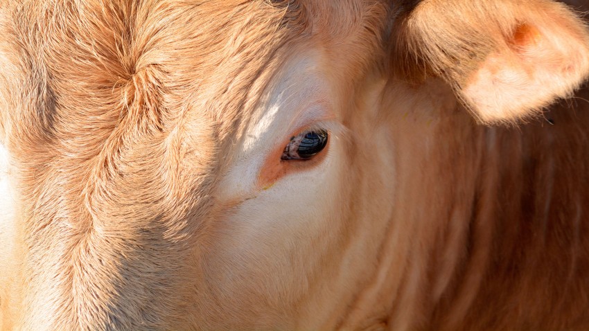 Más de 20 años desde la aparición del mal de las vacas locas