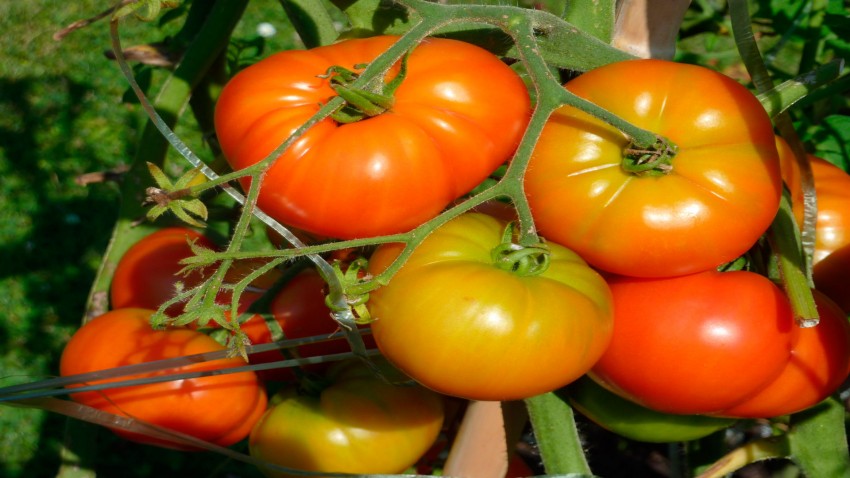 Nuestro huerto en Julio