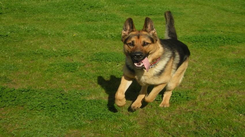¡No dejan de sorprendernos! Los perros detectan nidos de Vespa Velutina