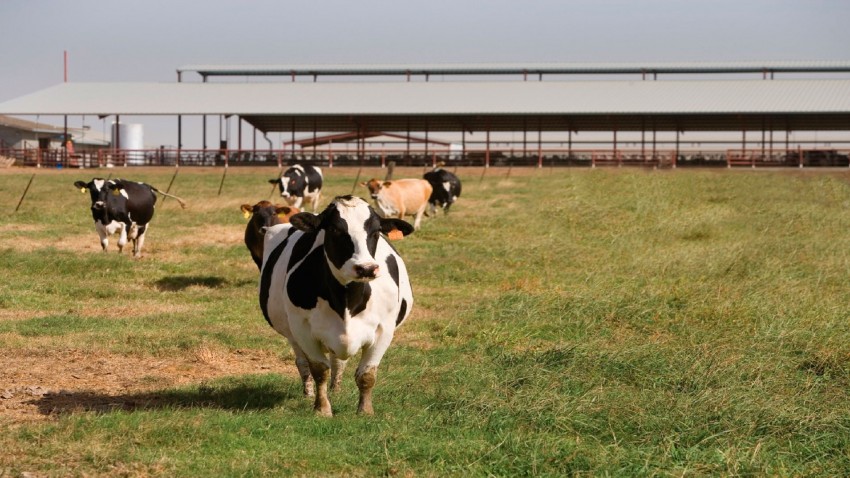 La nueva Lei de Solo, pone en riesgo de perder ayudas a 200 granjas de Lugo