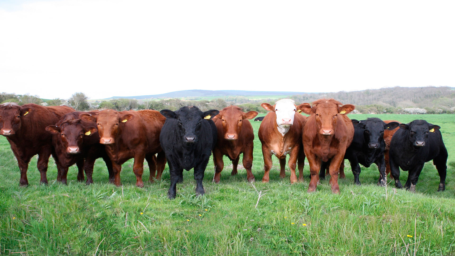Novedades en los seguros agrarios para ganado vacuno de leche y carne