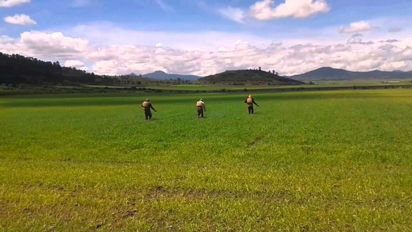 Se autoriza el uso del glifosato otros 18 meses