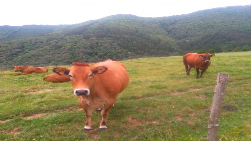 Según la UE los precios de la leche no mejoraran hasta final de año