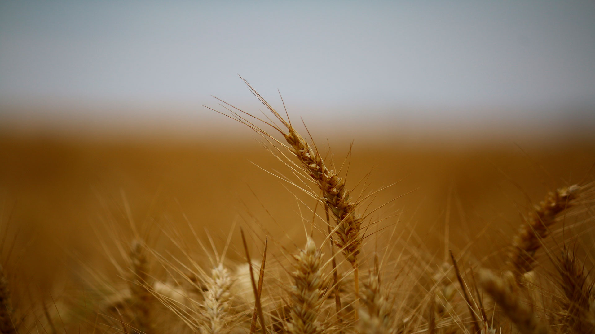 En máximos históricos la cosecha mundial de cereales