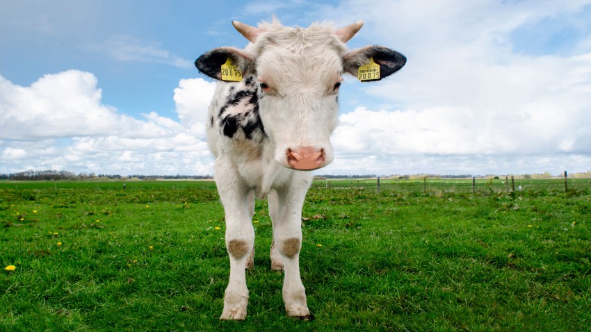 Los ganaderos franceses en pie de guerra