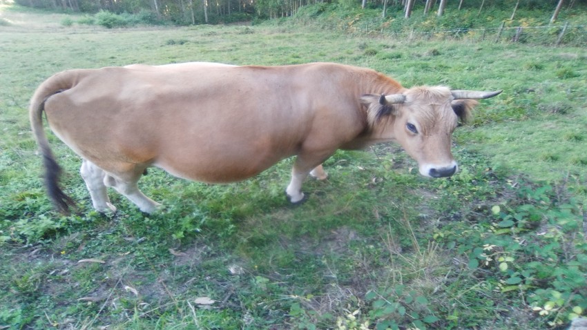 Los plazos y trámites de la ayuda para reducir la producción láctea