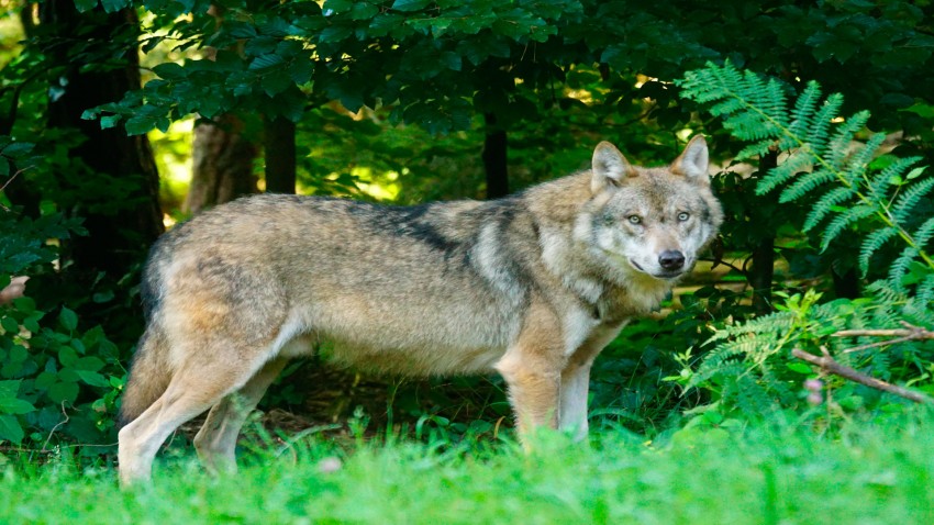 Subvenciones para evitar los daños causados lobos, jabalís y osos