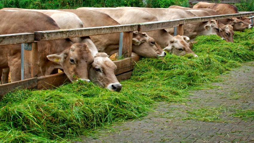 La Tuberculosis Bovina
