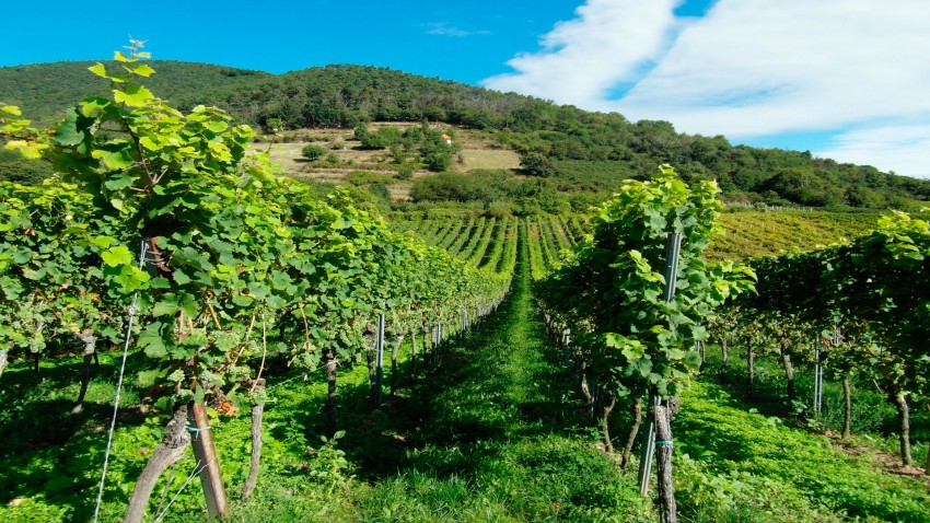 la guardia civil impedira que en galicia entren uvas en la vendimia