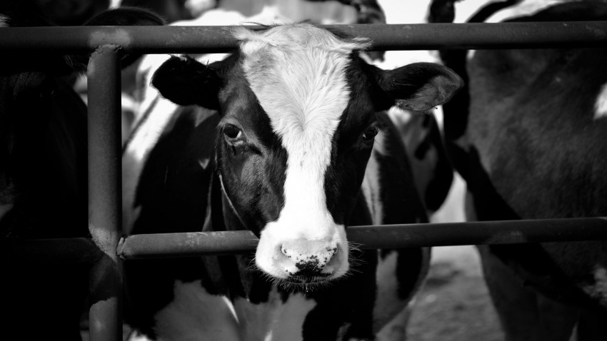 parece que en agosto repuntaron los precios de la leche