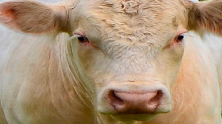 Ya lo dice una de las pancartas Somos gandeiras por pouco tempo