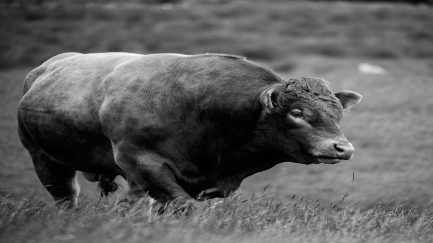 precio record por un buey en silleda 5072