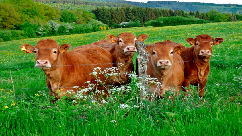 claves para mejorar la genetica de una ganaderia