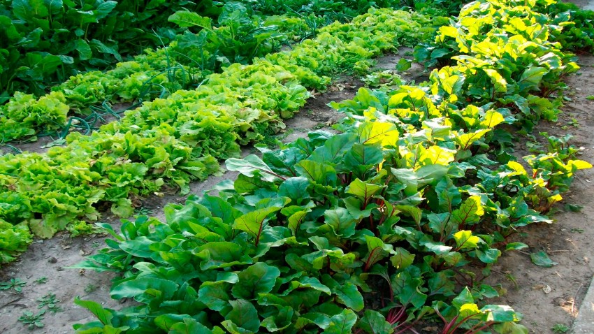 el huerto en octubre