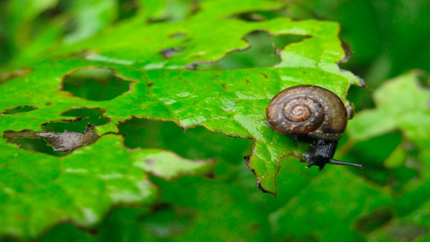 prevenir las plagas de nuestro huerto
