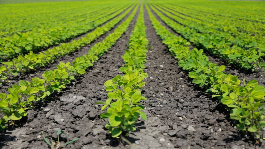 segun irache garnica seria un error prohibir el glifosato en europa