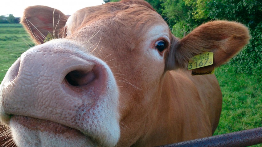 Expolugo una feria ganadera y agraria