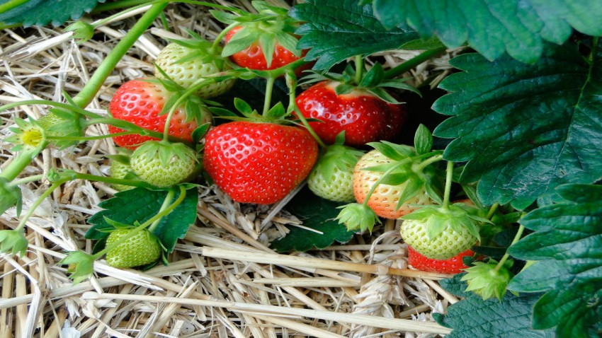 antes del 26 de noviembre 9 871 equipos de aplicacion de fitosanitarios seran inspeccionados