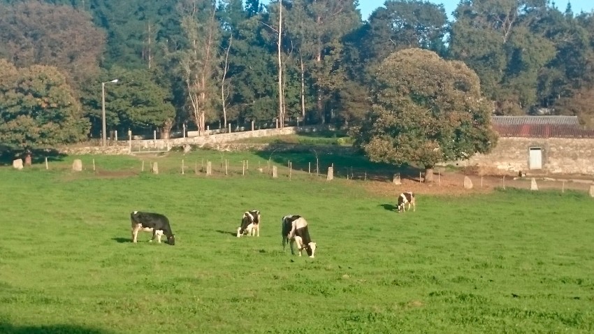 curso de inseminación de ganado vacuno