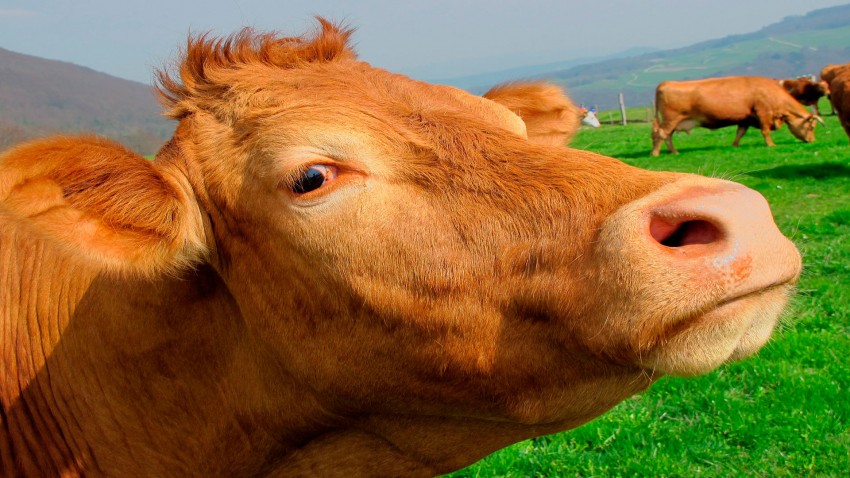 quieres mejorar el pastoreo?