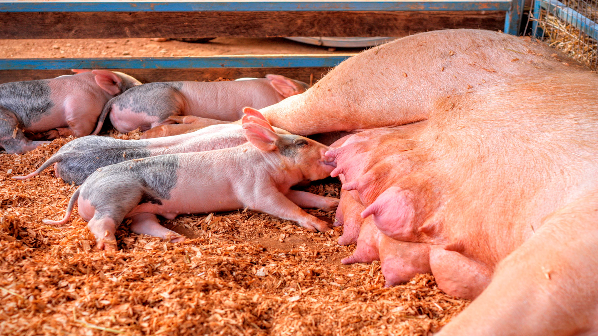 rebaja de los módulos del irpf a las granjas avicolas y porcinas