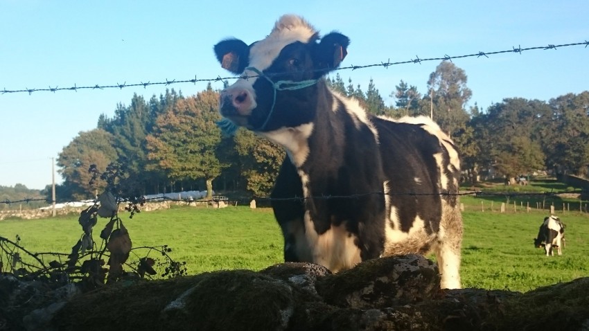 un gran grupo lácteo gallego