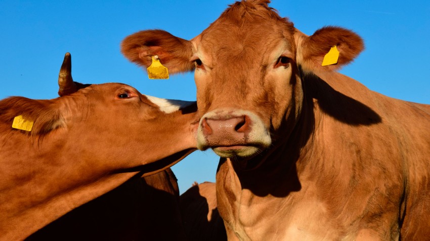 convocatoria de ayudas para la razas autoctonas de galicia