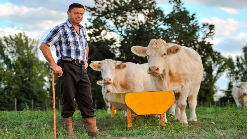 como gestionar la mano de obra en las explotaciones de vacuno