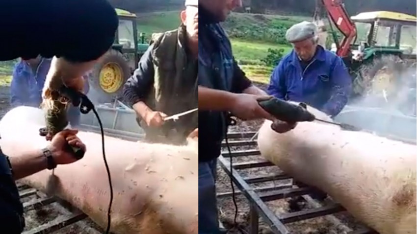 el pelador de cerdos que agiliza la matanza