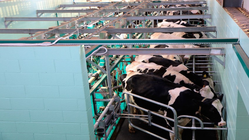 la rutina en el ordeño