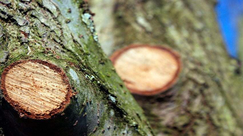 Ayudas para desbroces podas y tratamientos silvicolas
