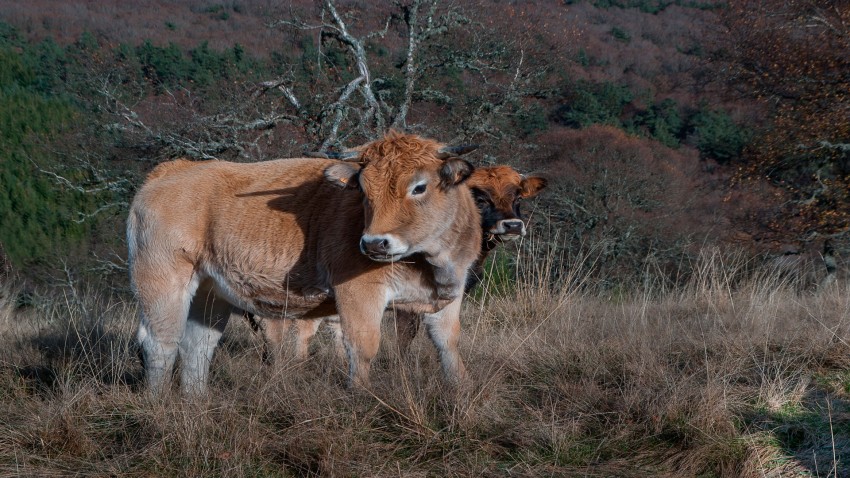 lo que come la vaca influye en la calidad de la grasa de la leche