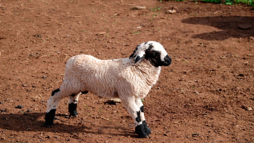 Presentada la marca Pastores de Galicia
